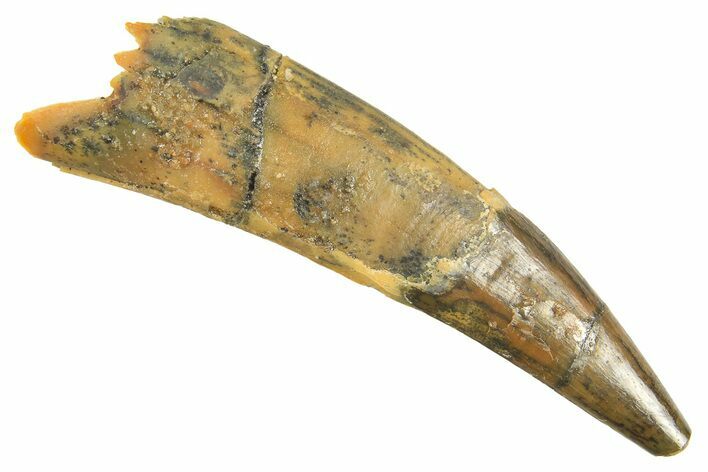 Fossil Pterosaur (Siroccopteryx) Tooth - Morocco #298551